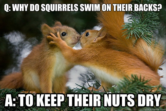 Q: Why do squirrels swim on their backs? 

 A: To keep their nuts dry  