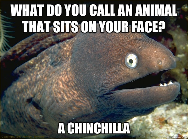 What do you call an animal that sits on your face? A Chinchilla - What do you call an animal that sits on your face? A Chinchilla  Bad Joke Eel