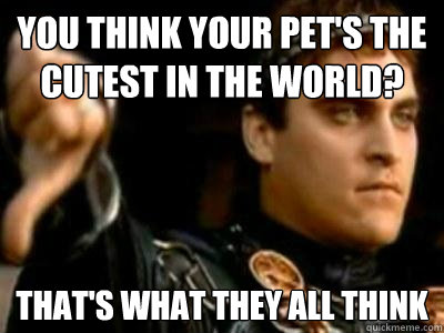 you think your pet's the cutest in the world? that's what they all think  Downvoting Roman