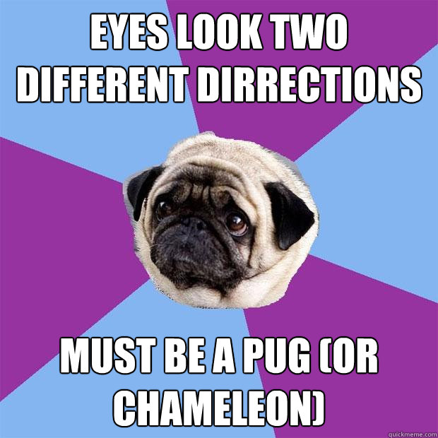eyes look two different dirrections must be a pug (or chameleon)  Lonely Pug