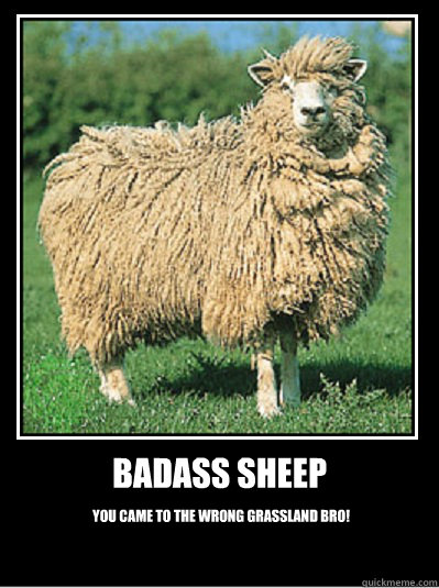 Badass sheep You came to the wrong grassland bro! - Badass sheep You came to the wrong grassland bro!  Misc