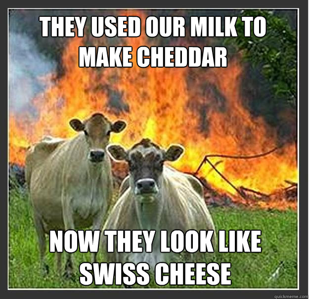 They used our milk to make cheddar now they look like swiss cheese - They used our milk to make cheddar now they look like swiss cheese  Evil cows