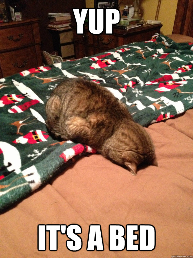 Yup it's a bed  Inspecting Bed Cat