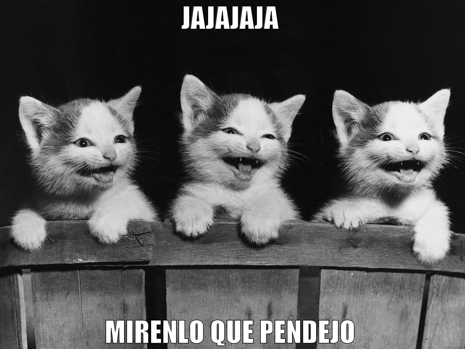 pendejo cat - JAJAJAJA MIRENLO QUE PENDEJO Misc