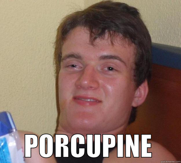  PORCUPINE 10 Guy