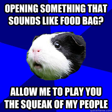 Opening something that sounds like food bag? Allow me to play you the squeak of my people  Jumpy Guinea Pig