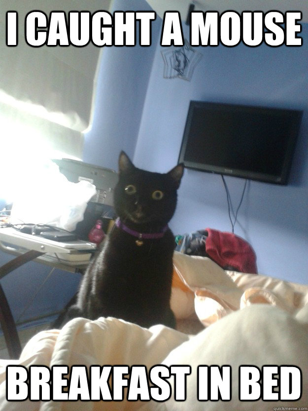 I caught a mouse breakfast in bed  overly attached cat