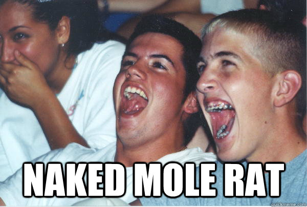  naked mole rat -  naked mole rat  Immature High Schoolers