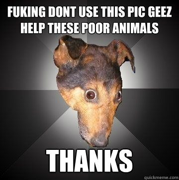 fuking dont use this pic geez help these poor animals thanks   Depression Dog