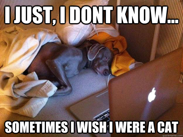 I Just, I dont know... sometimes i wish i were a cat - I Just, I dont know... sometimes i wish i were a cat  Redditors Dog