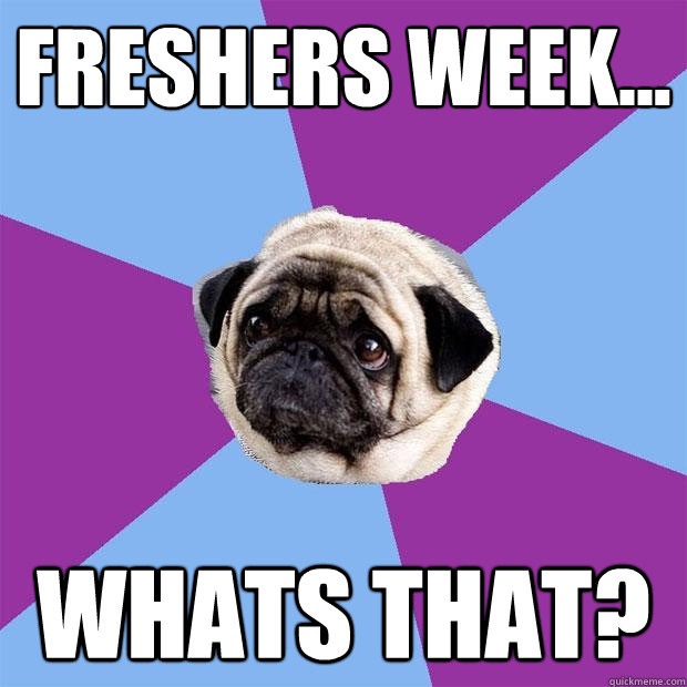 Freshers week... whats that?  Lonely Pug