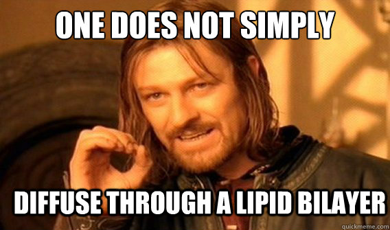 one does not simply diffuse through a lipid bilayer - one does not simply diffuse through a lipid bilayer  onedoesnotsimply