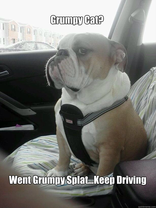 Grumpy Cat? Went Grumpy Splat...Keep Driving - Grumpy Cat? Went Grumpy Splat...Keep Driving  Misc