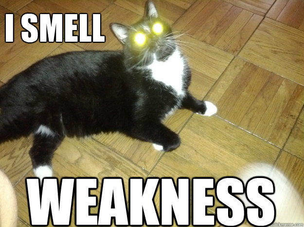 I SMELL WEAKNESS - I SMELL WEAKNESS  dremoracat