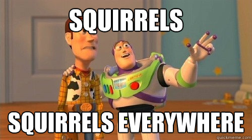 Squirrels Squirrels EVERYWHERE  Buzz Kill