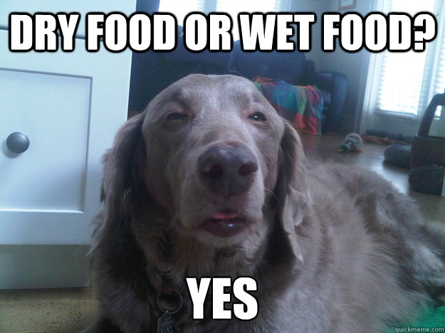 dry food or wet food? yes - dry food or wet food? yes  10 Guys Dog