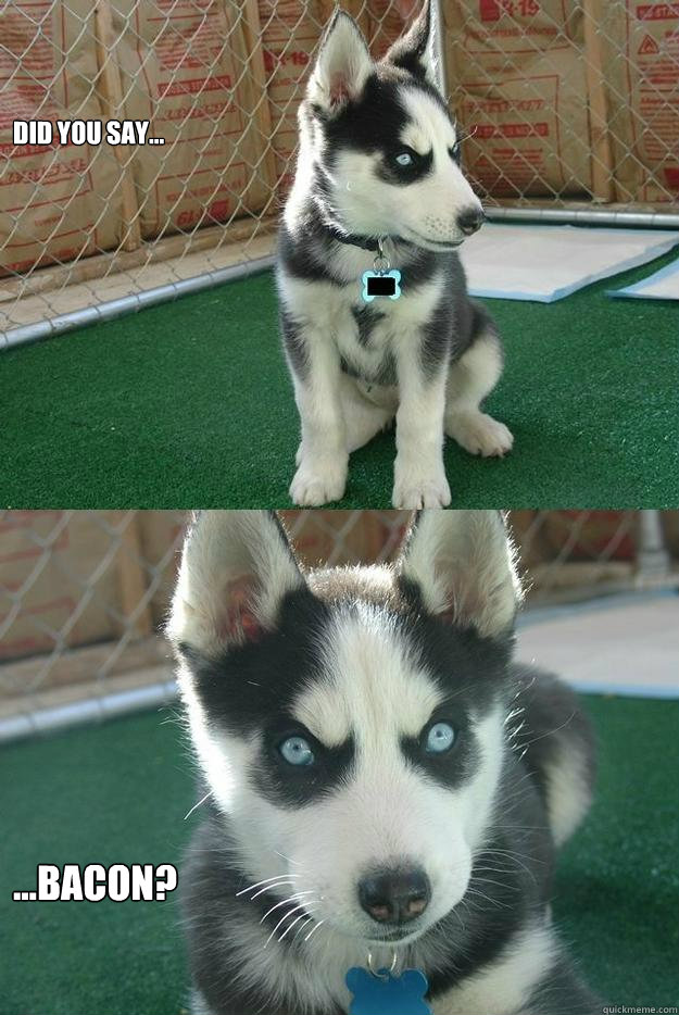 did you say... ...bacon?  Insanity puppy