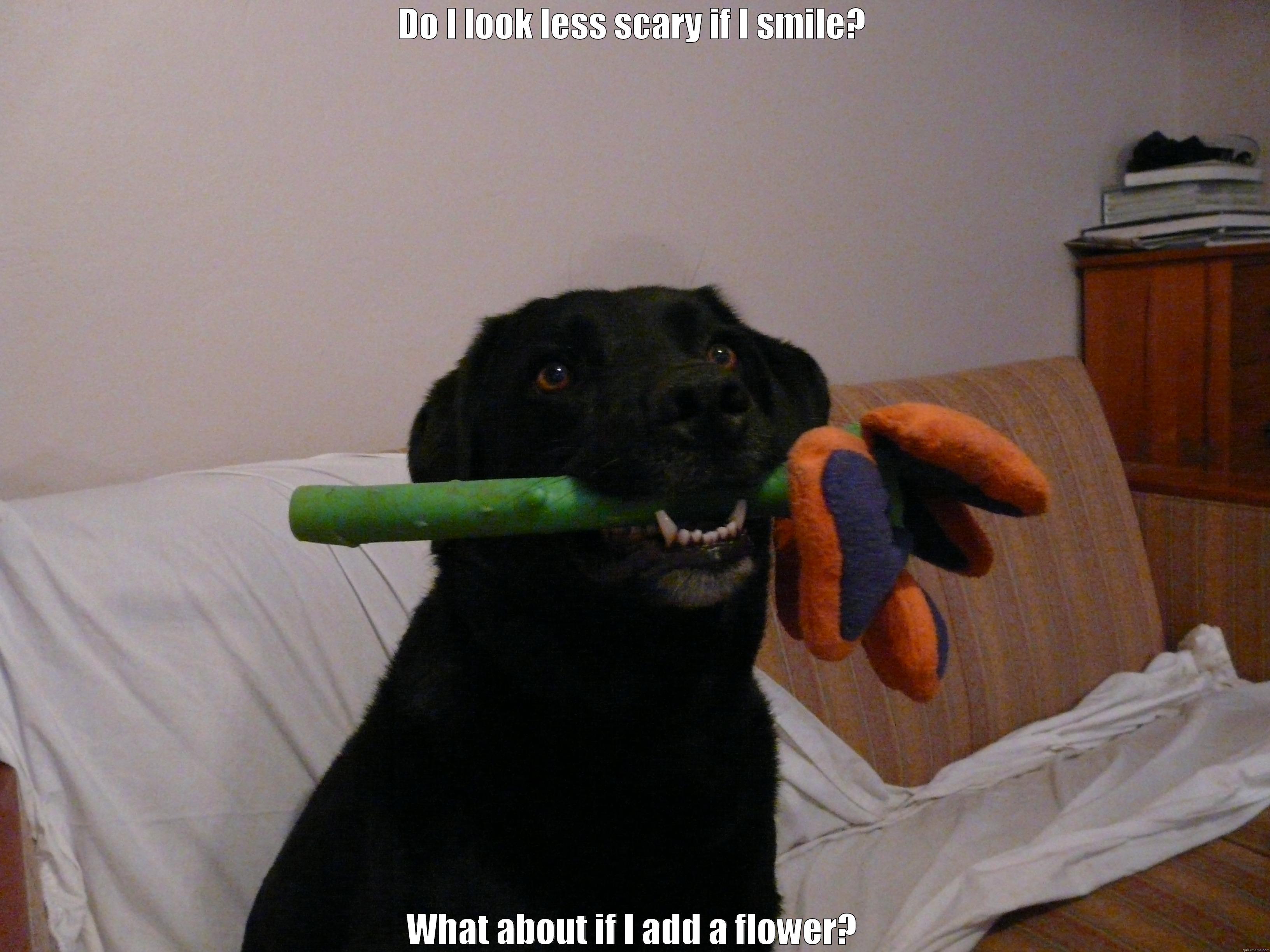Dog trying to look friendly - DO I LOOK LESS SCARY IF I SMILE? WHAT ABOUT IF I ADD A FLOWER? Misc