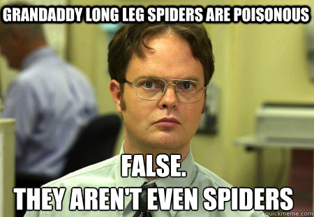 Grandaddy long leg spiders are poisonous  False.
they aren't even spiders  Schrute