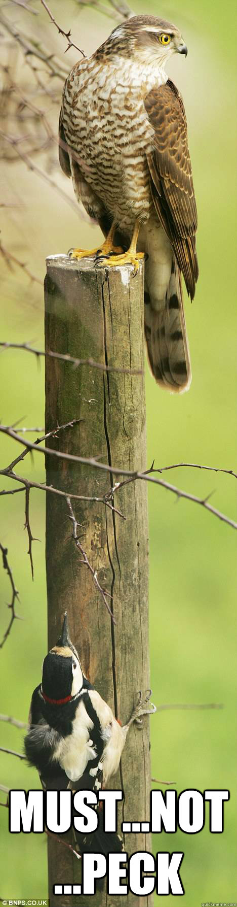 must...not...peck -  must...not...peck  Misc