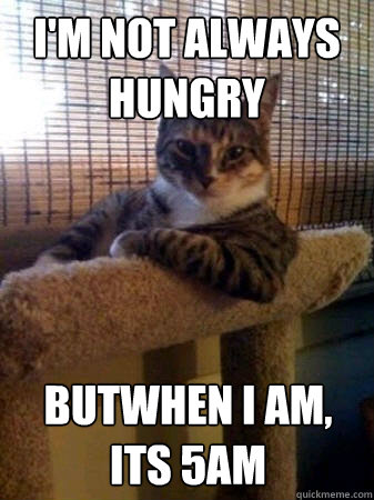 I'm not always hungry butwhen i am, its 5AM  The Most Interesting Cat in the World