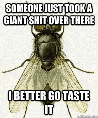 Someone just took a giant shit over there I better go taste it - Someone just took a giant shit over there I better go taste it  Fly logic