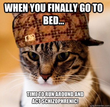 when you finally go to bed... Time to run around and act schizophrenic!  Scumbag Cat