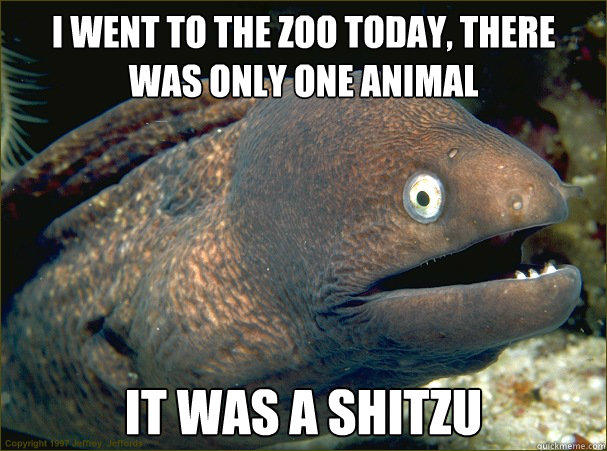 I went to the zoo today, there was only one animal  It was a Shitzu   Bad Joke Eel