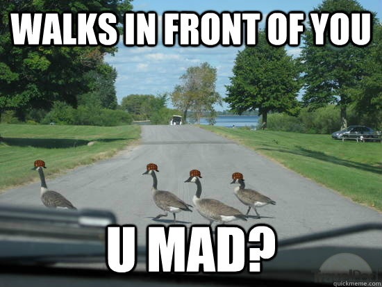 walks in front of you u mad?  Scumbag Geese
