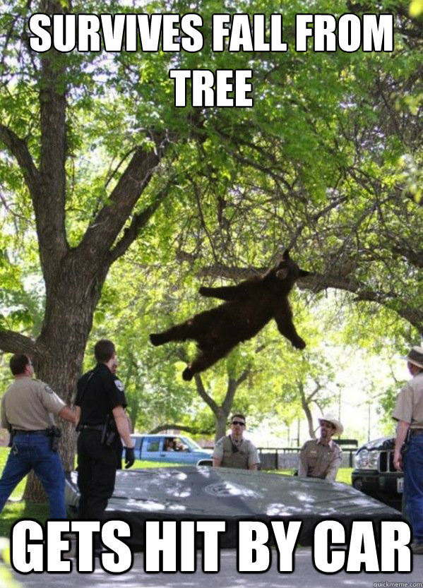 Survives fall from tree gets hit by car  i am a falling bear