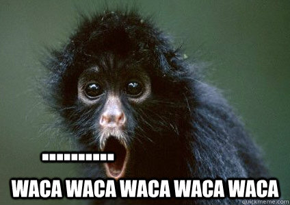 .......... WACA WACA WACA WACA WACA - .......... WACA WACA WACA WACA WACA  Monkey Omg