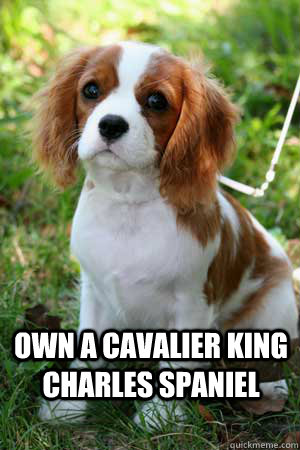 Own a Cavalier King Charles Spaniel   cavalier king charles
