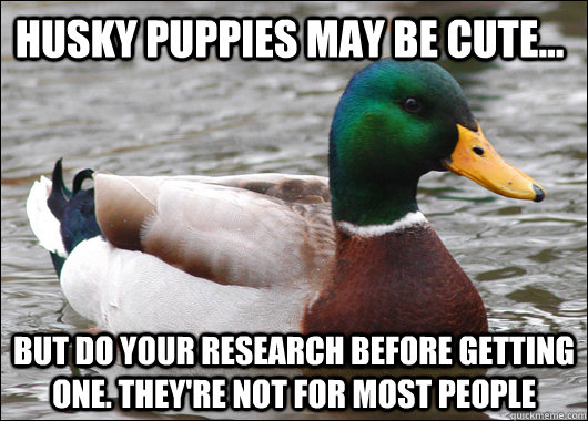 Husky puppies may be cute... But do your research before getting one. They're not for most people - Husky puppies may be cute... But do your research before getting one. They're not for most people  Actual Advice Mallard