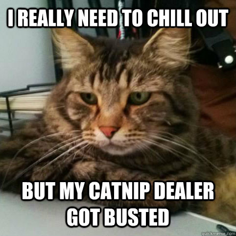 I really need to chill out but my catnip dealer got busted - I really need to chill out but my catnip dealer got busted  Serious Cat