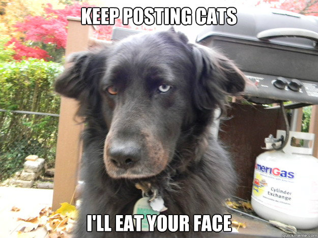 Keep posting cats I'll eat your face - Keep posting cats I'll eat your face  Disgruntled Dog