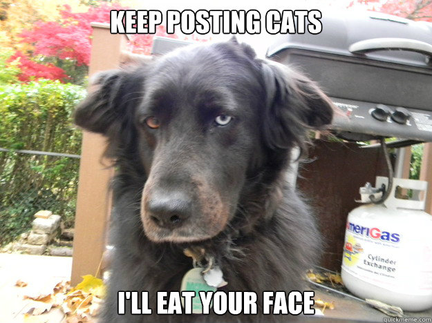 Keep posting cats I'll eat your face  Disgruntled Dog