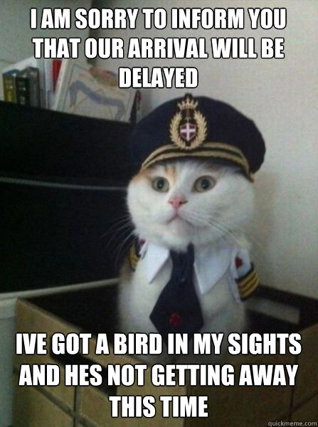 I am sorry to inform you that our arrival will be delayed Ive got a bird in my sights and hes not getting away this time  Captain kitteh