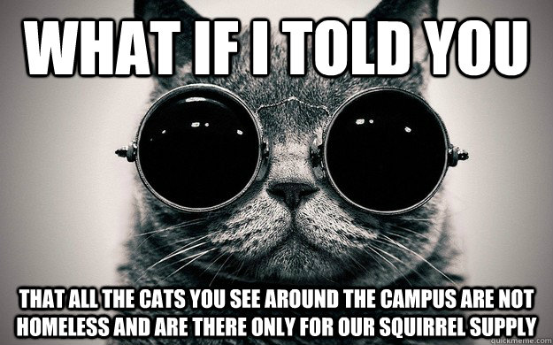What if i told you That all the cats you see around the campus are not homeless and are there only for our squirrel supply  Morpheus Cat Facts