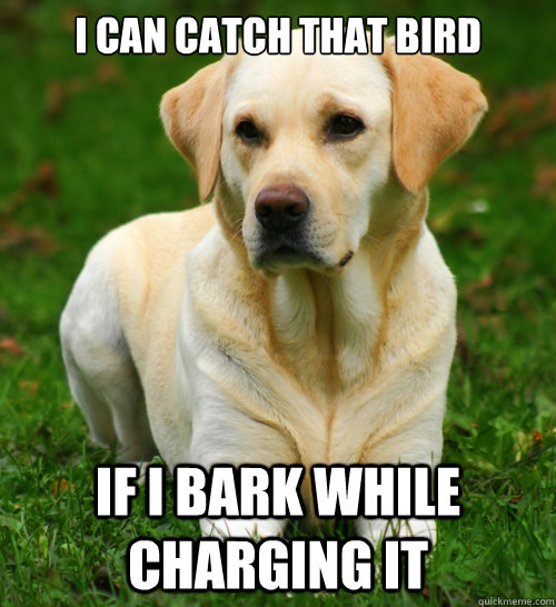 I can catch that bird If I bark while charging it  Dog Logic
