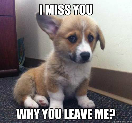 I miss you Why you leave me? - I miss you Why you leave me?  Miss You Corgi