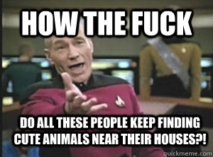 How the fuck do all these people keep finding cute animals near their houses?!  Annoyed Picard