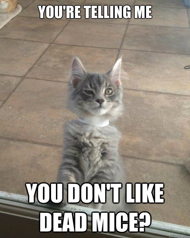 You're telling me You don't like dead mice?  Skeptical Kitten