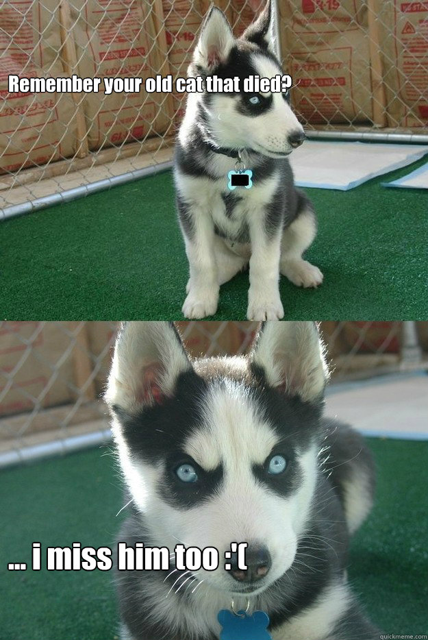 Remember your old cat that died? ... i miss him too :'(  Insanity puppy