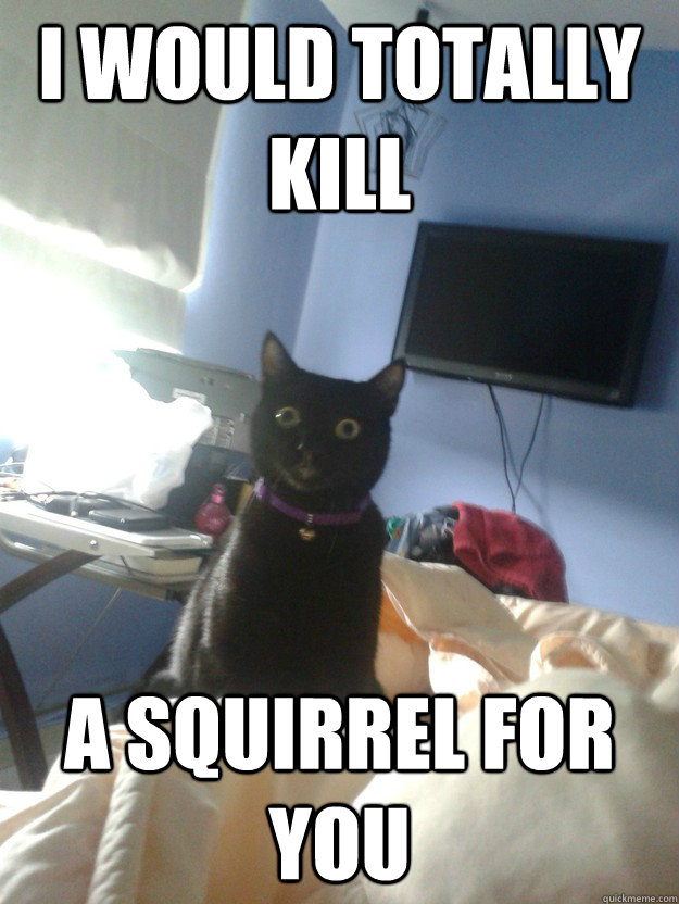 I would totally kill a squirrel for you  overly attached cat