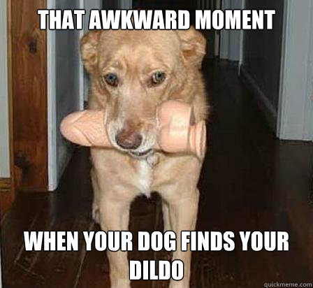 That awkward moment when your dog finds your dildo - That awkward moment when your dog finds your dildo  doggiedildo
