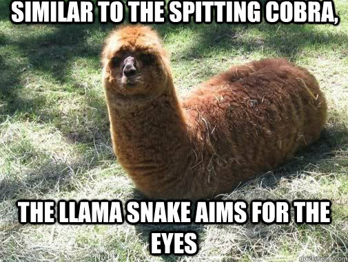 similar to the spitting cobra, the llama snake aims for the eyes  Alpacapillar