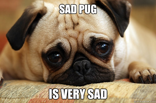 Sad pug is very sad  sad pug