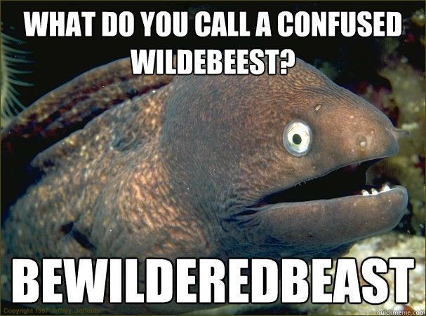 What do you call a confused wildebeest? BEWILDEREDBEAST  Bad Joke Eel