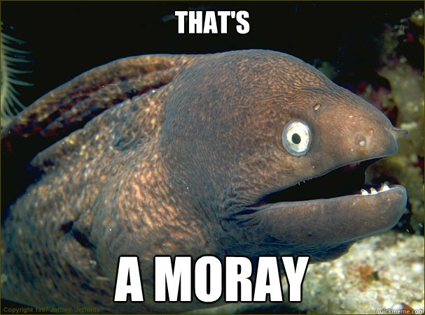 that's a moray  Bad Joke Eel