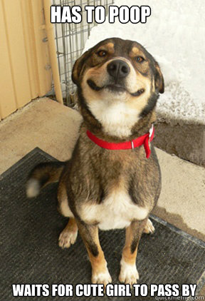 has to poop waits for cute girl to pass by  Good Dog Greg